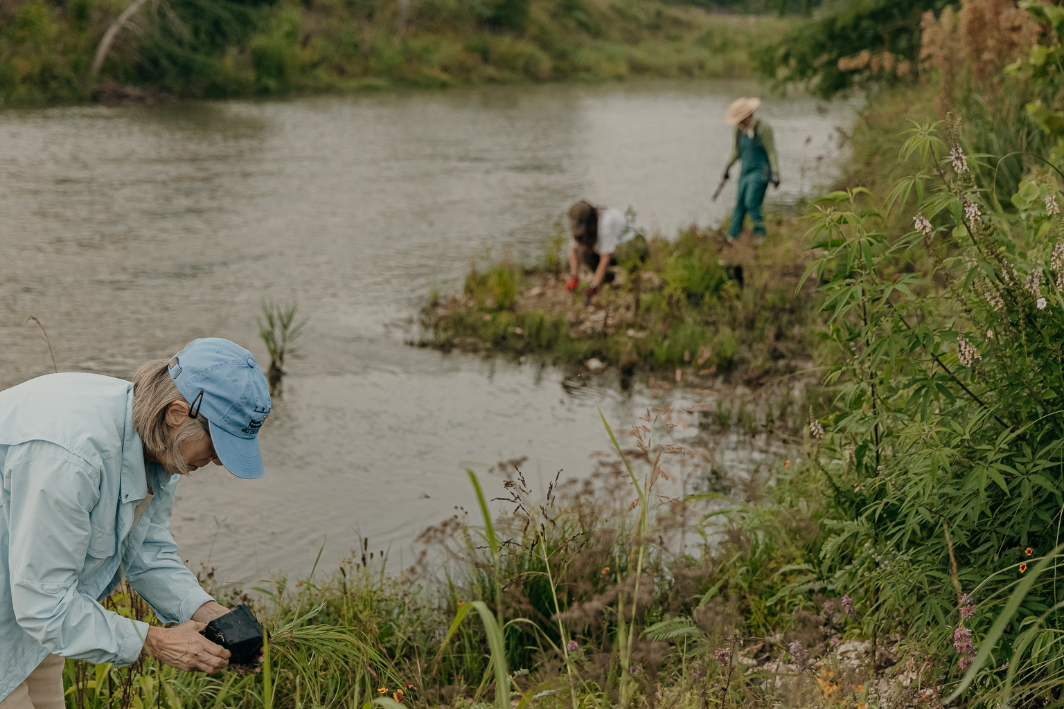 Native riparian plants for landowner distribution