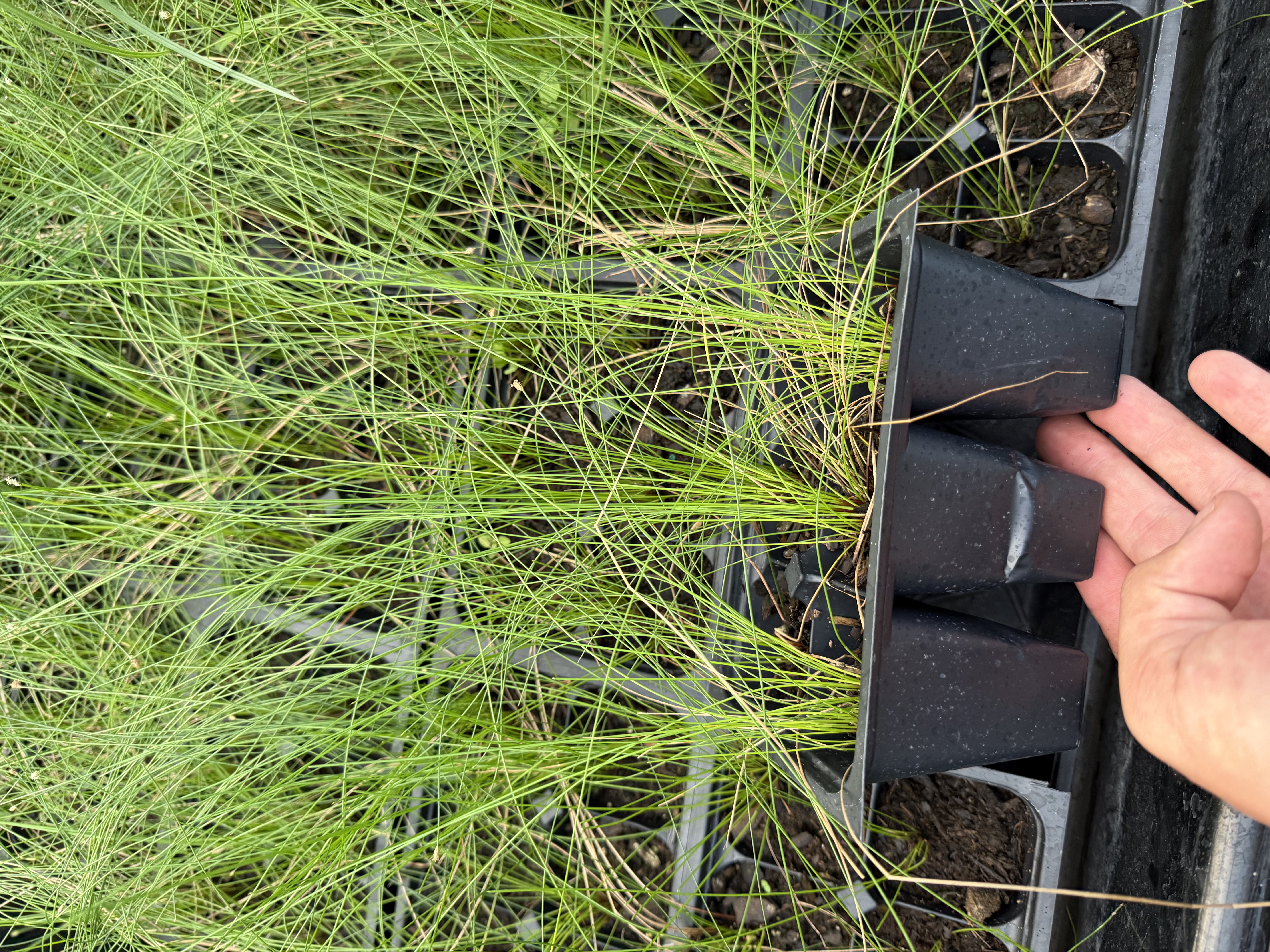 Native riparian plants for landowner distribution